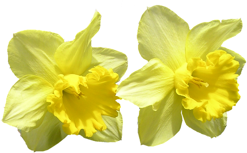 Vibrant Yellow Daffodils PNG image