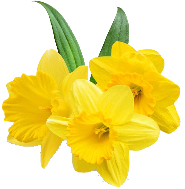 Vibrant Yellow Daffodils Transparent Background PNG image
