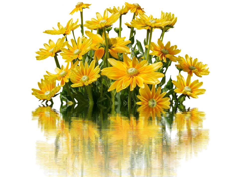 Vibrant Yellow Daisies Reflection PNG image