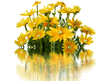 Vibrant Yellow Daisies Reflection PNG image