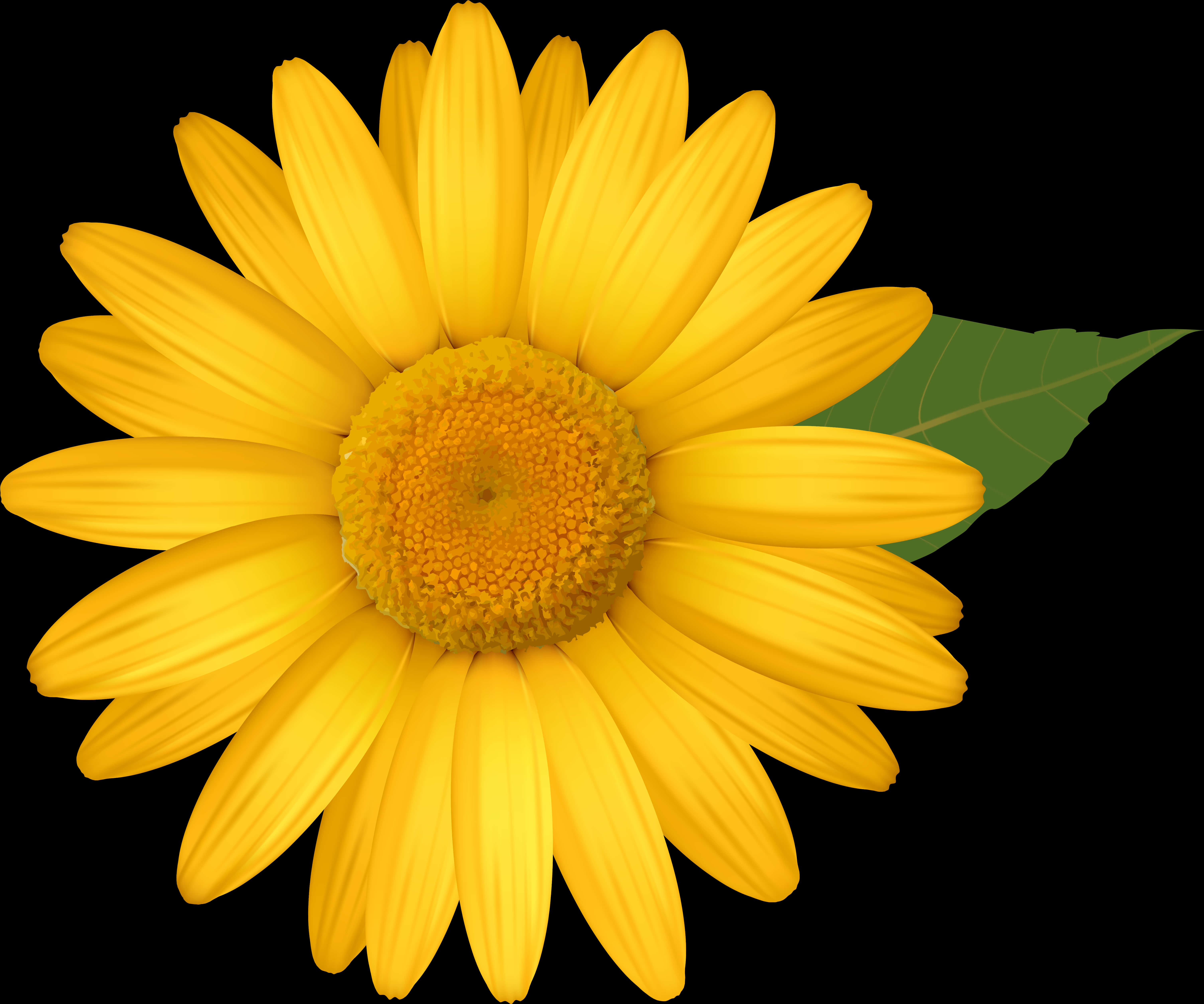 Vibrant Yellow Daisy Flower PNG image