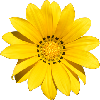 Vibrant Yellow Flower Black Background PNG image