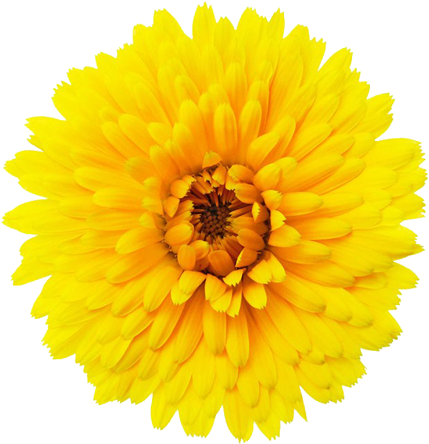 Vibrant Yellow Flower Isolated PNG image