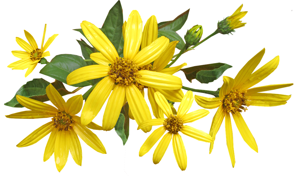 Vibrant Yellow Flowers Transparent Background PNG image