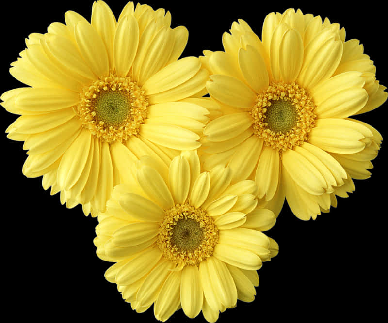 Vibrant Yellow Gerbera Daisies PNG image