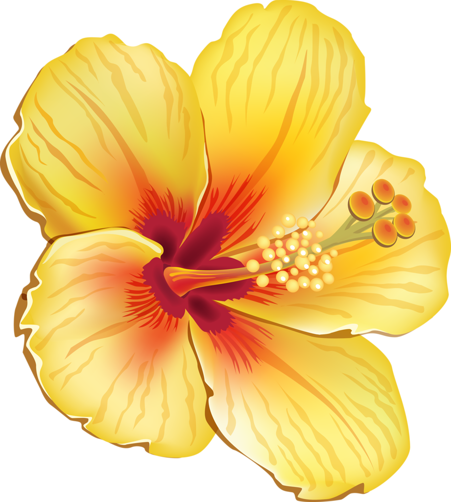 Vibrant Yellow Hibiscus Flower PNG image