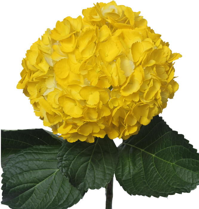 Vibrant Yellow Hydrangea Bloom PNG image