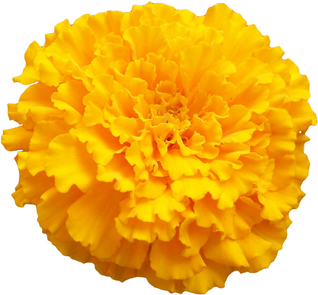 Vibrant Yellow Marigold Flower PNG image