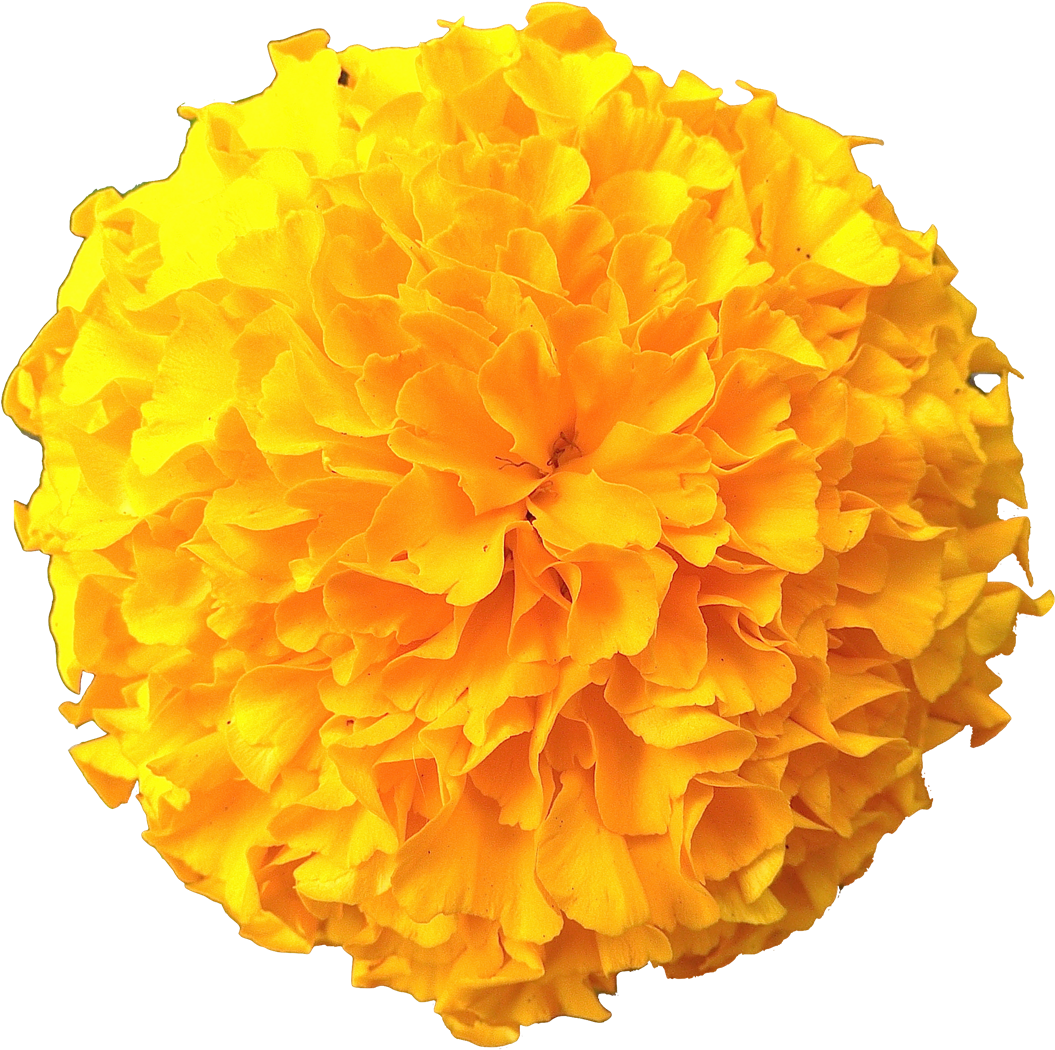 Vibrant Yellow Marigold Flower.png PNG image