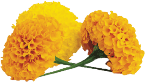 Vibrant Yellow Marigolds.png PNG image