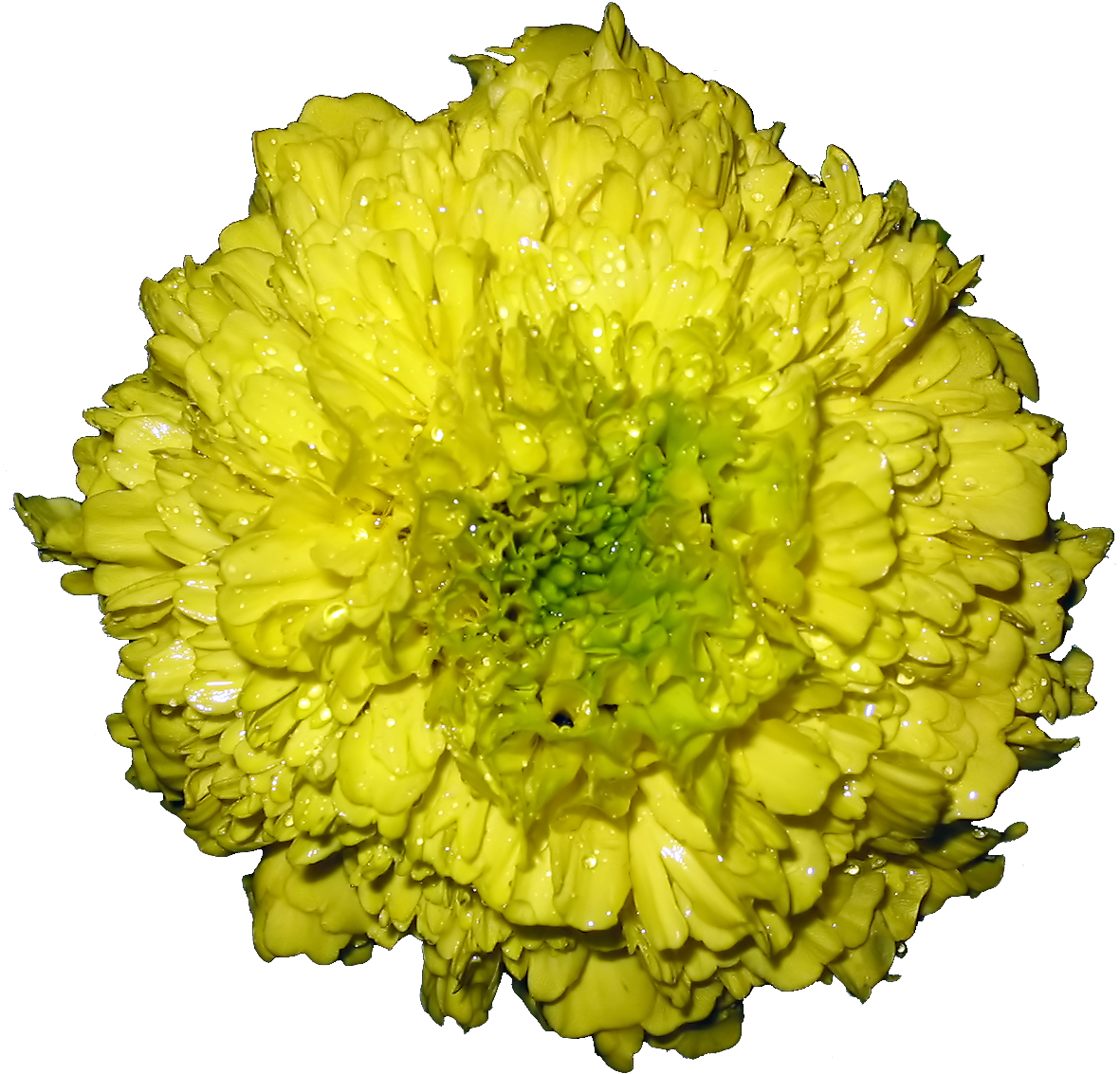 Vibrant Yellow Marigoldwith Dew Drops PNG image