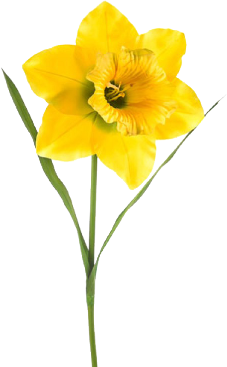 Vibrant Yellow Narcissus Flower PNG image