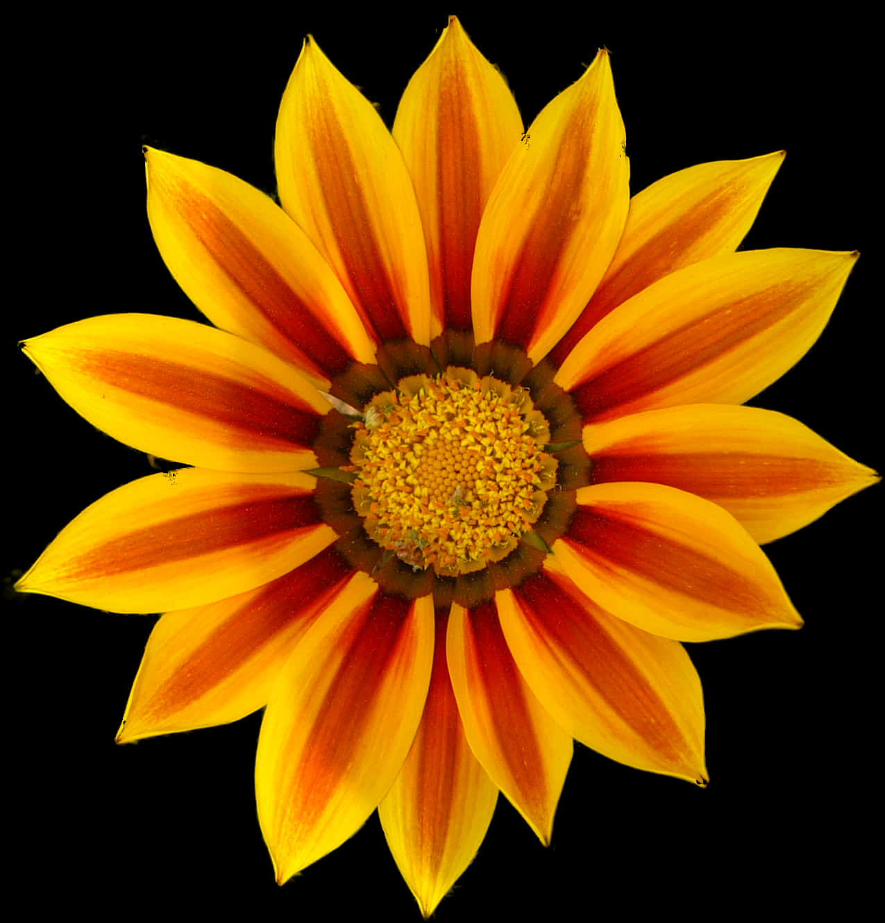 Vibrant Yellow Orange Daisy Flower.jpg PNG image