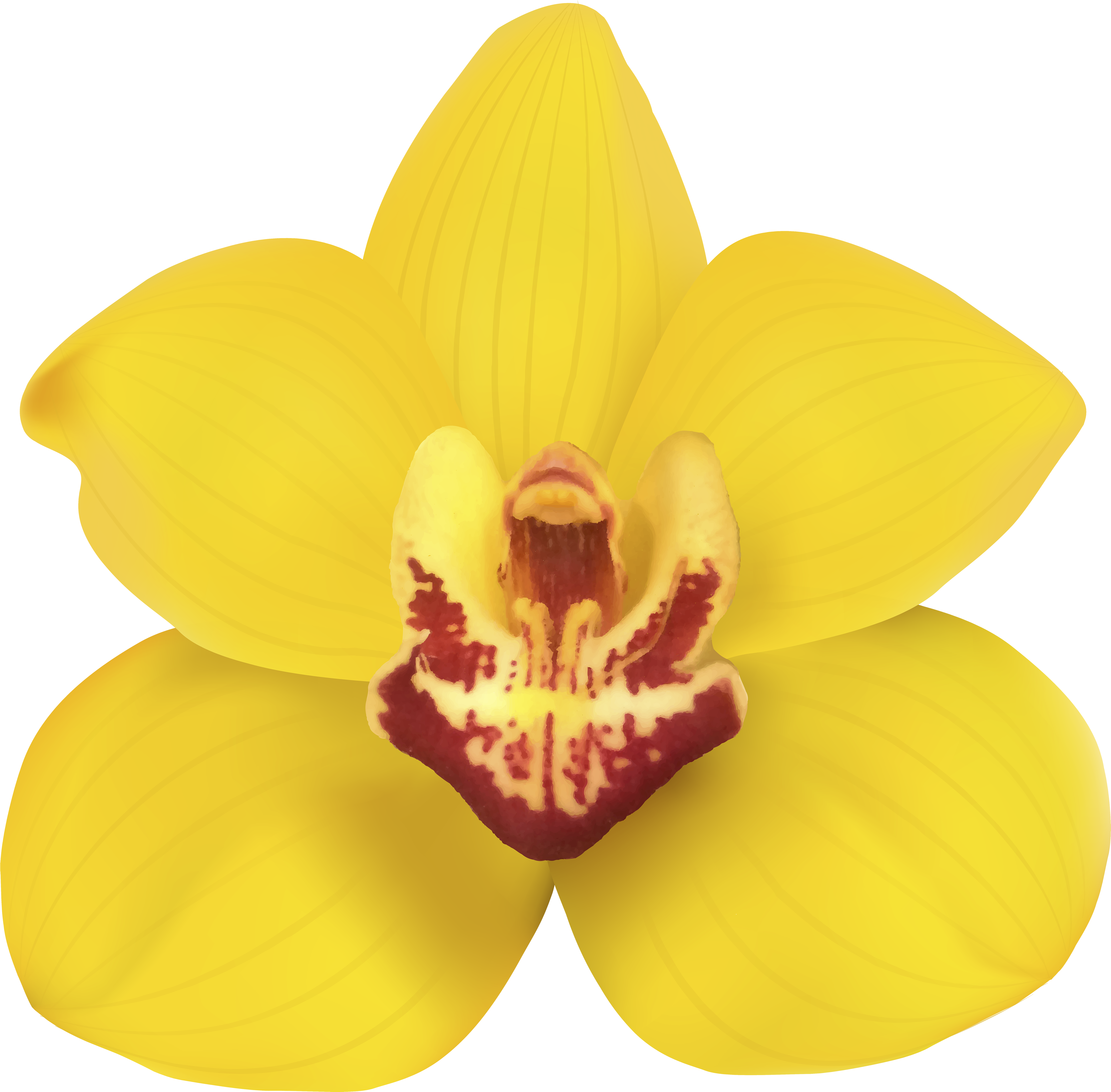 Vibrant Yellow Orchid Bloom PNG image