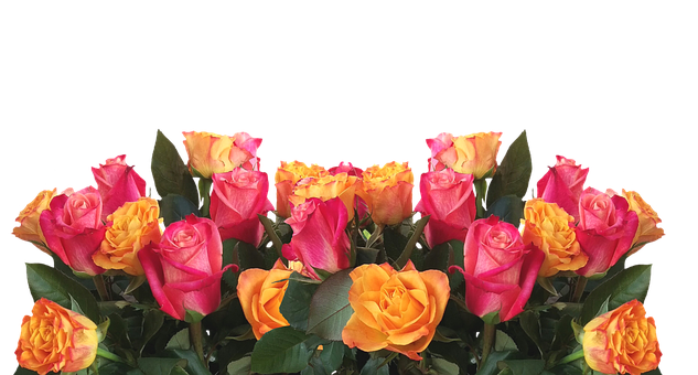 Vibrant Yellow Pink Roses Black Background PNG image