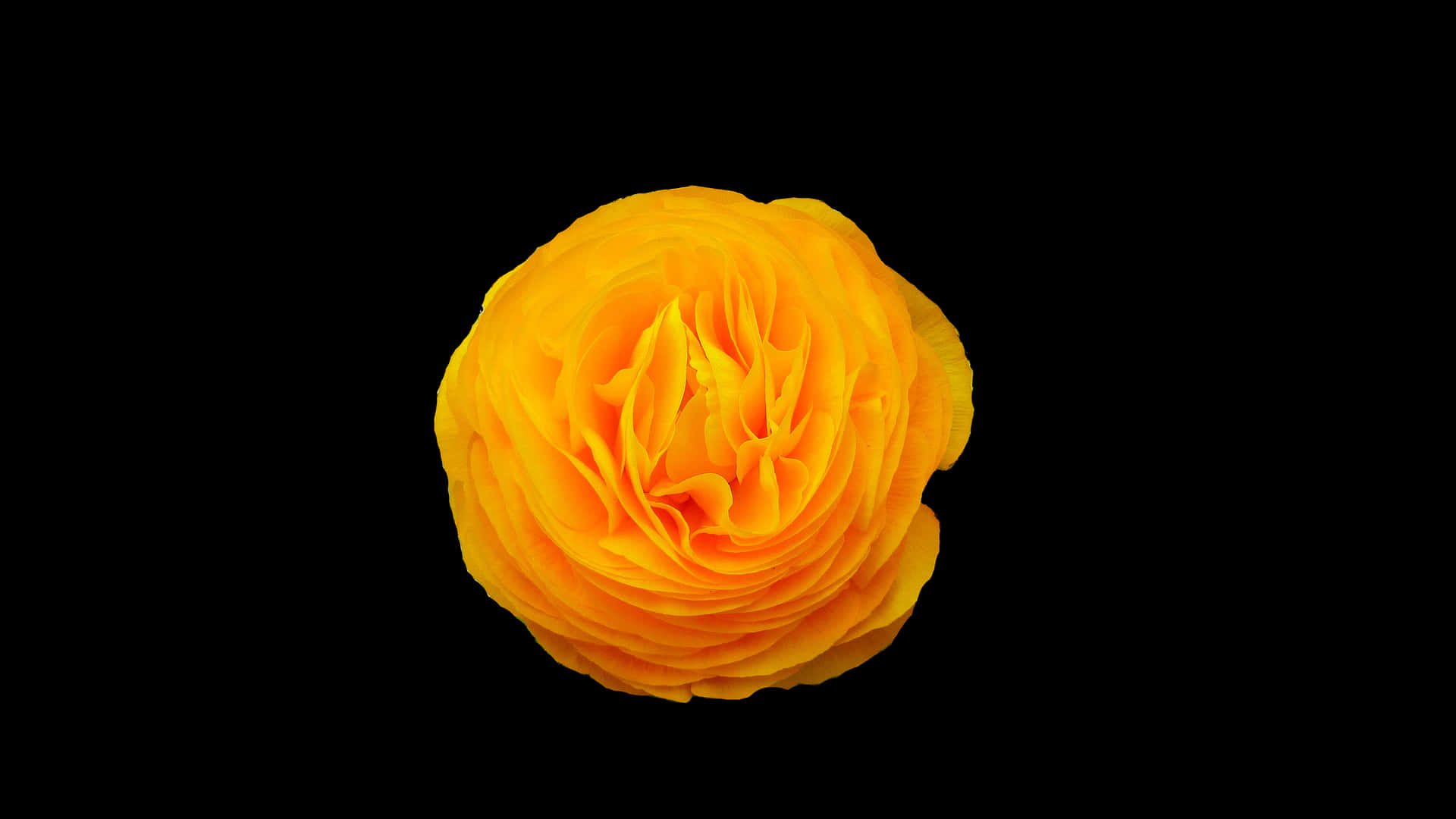 Vibrant Yellow Ranunculus Black Background PNG image