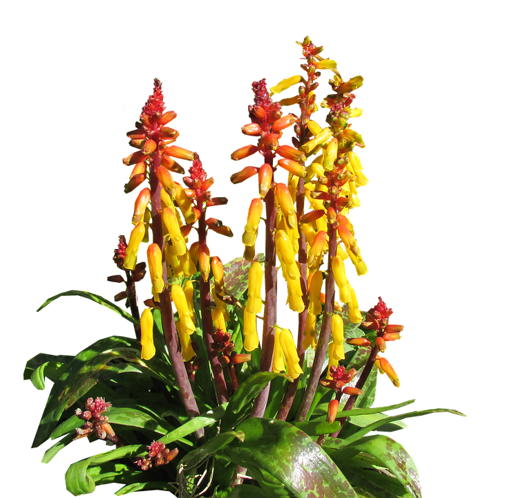 Vibrant Yellow Red Flower Stalks PNG image