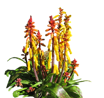 Vibrant Yellow Red Tropical Flowers PNG image