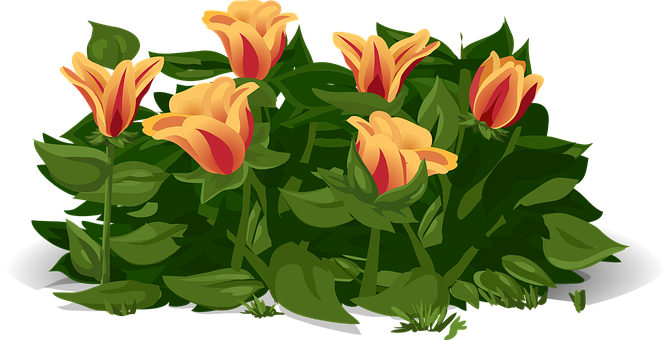 Vibrant Yellow Red Tulips Illustration PNG image