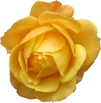 Vibrant Yellow Rose Black Background PNG image