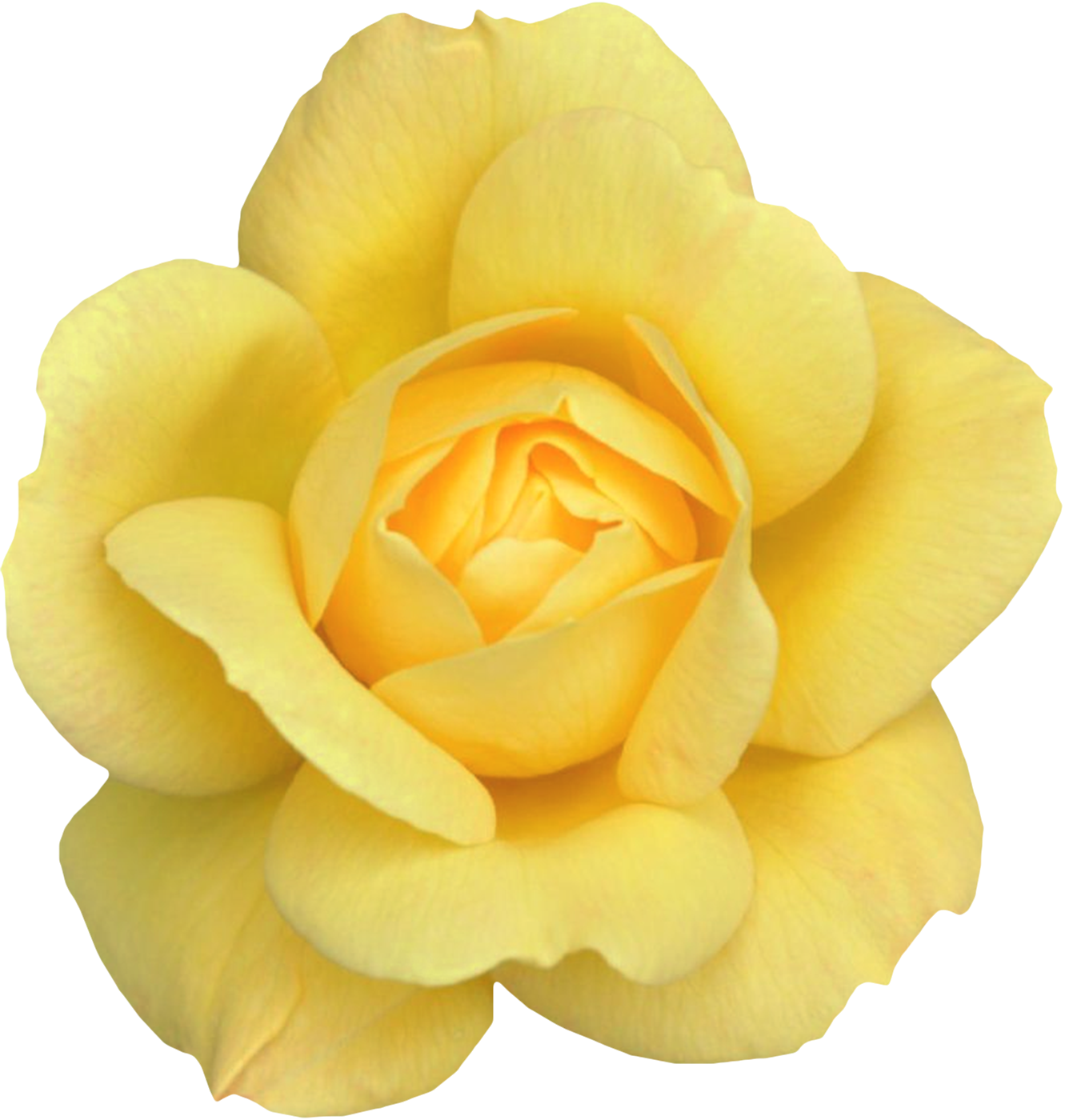 Vibrant Yellow Rose Bloom PNG image