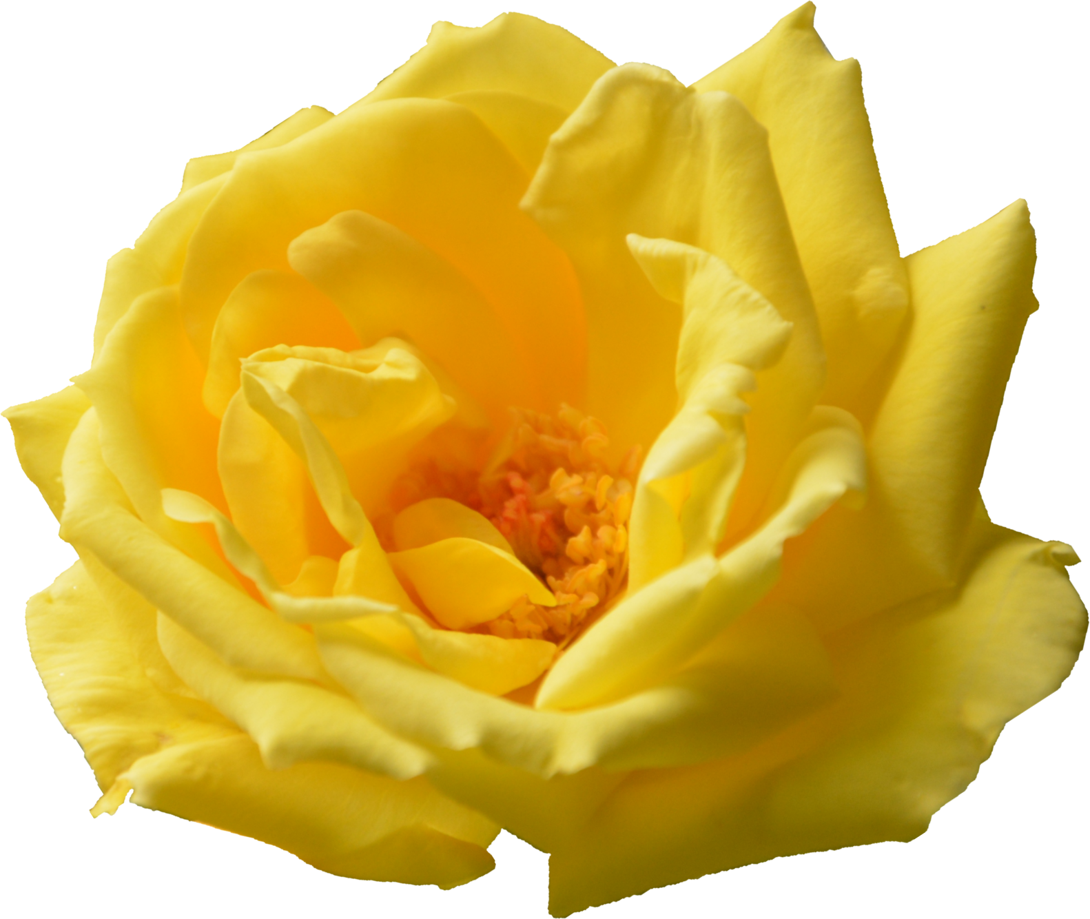 Vibrant Yellow Rose Bloom PNG image