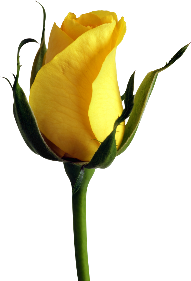 Vibrant Yellow Rose Bud PNG image