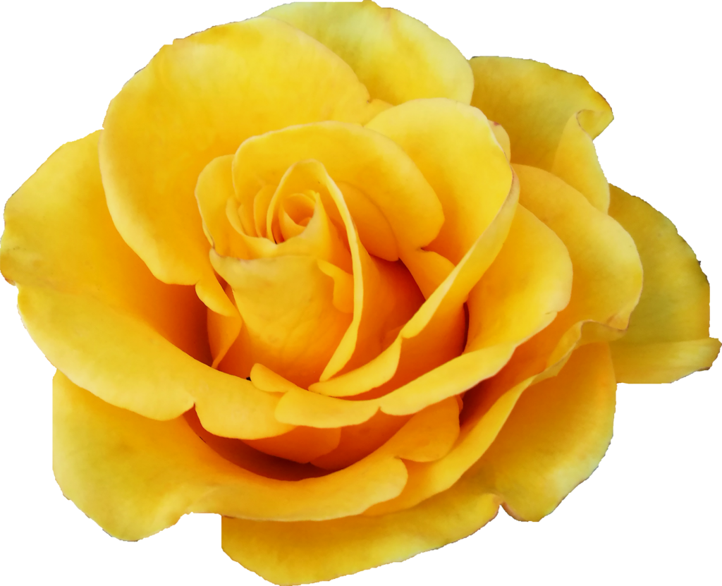 Vibrant_ Yellow_ Rose_ Closeup.png PNG image