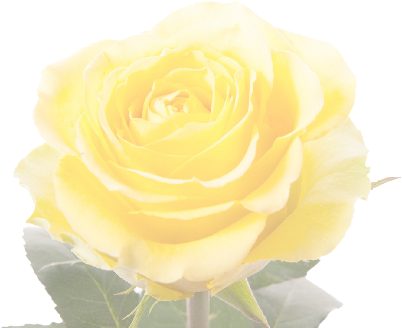 Vibrant Yellow Rose Isolated PNG image