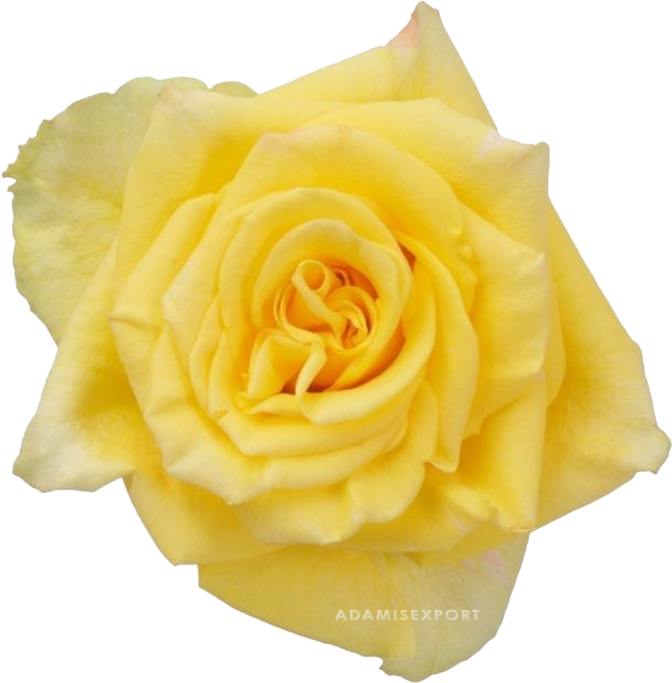 Vibrant Yellow Rose Isolated PNG image