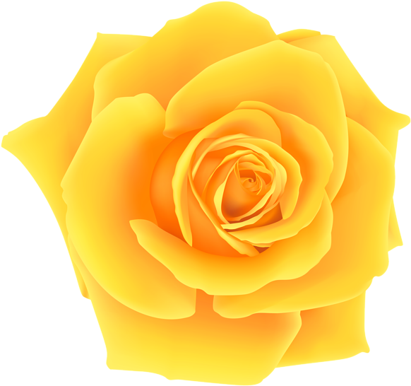 Vibrant Yellow Rose Isolated PNG image