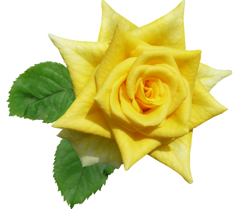 Vibrant Yellow Rose Isolated.png PNG image