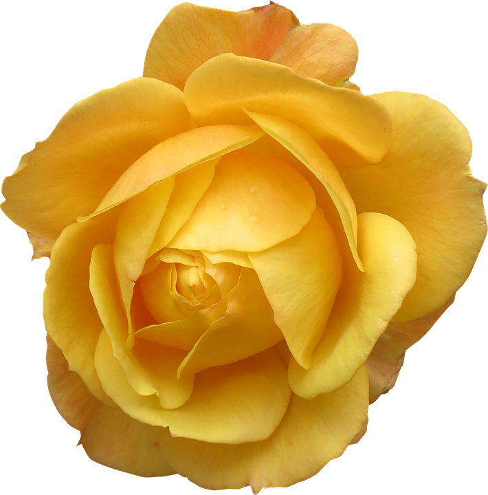 Vibrant Yellow Rose Isolated.png PNG image