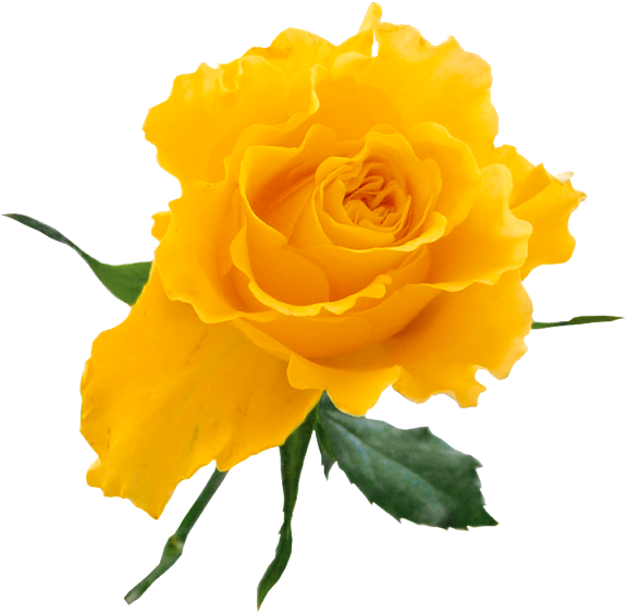 Vibrant Yellow Rose Isolated PNG image