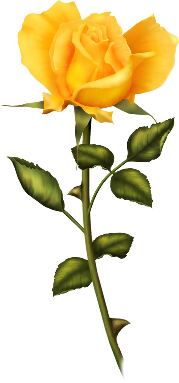 Vibrant Yellow Rose Stem PNG image