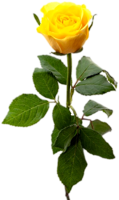 Vibrant Yellow Rose Stem PNG image