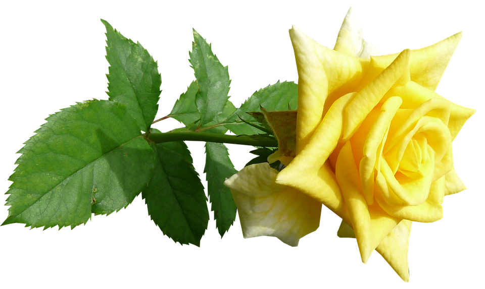 Vibrant Yellow Rose Transparent Background.png PNG image