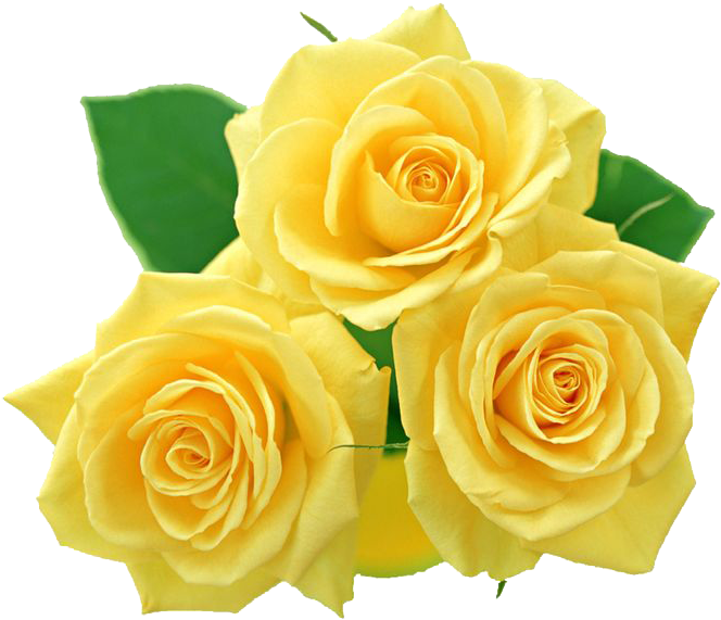 Vibrant Yellow Roses Bouquet PNG image