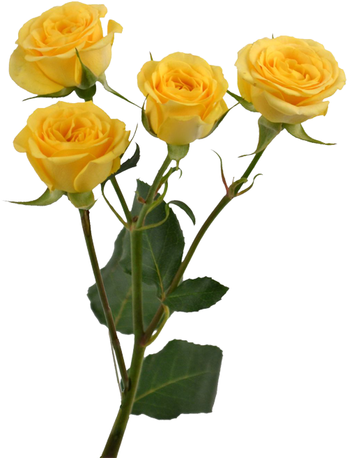 Vibrant Yellow Roses Transparent Background PNG image