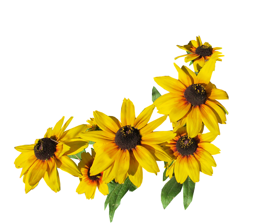 Vibrant Yellow Rudbeckia Flowers PNG image