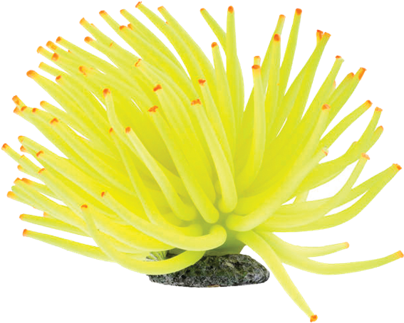Vibrant Yellow Sea Anemone PNG image