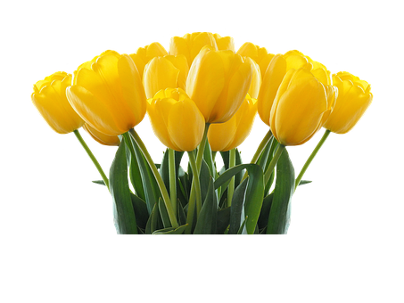 Vibrant Yellow Tulips Black Background PNG image