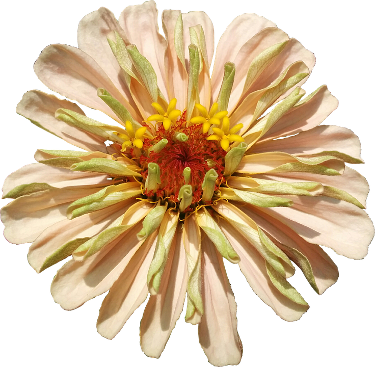 Vibrant Zinnia Flower PNG image