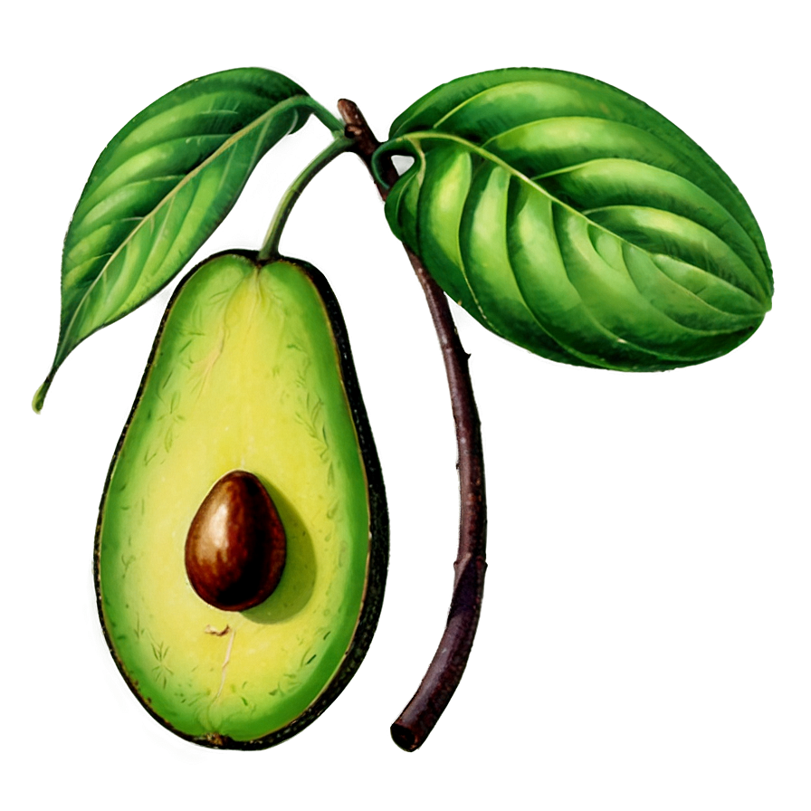 Vintage Avocado Png Ukl10 PNG image