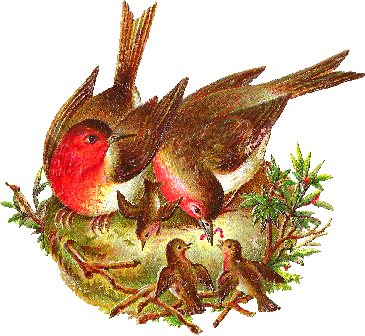 Vintage Birds Feeding Chicksin Nest PNG image