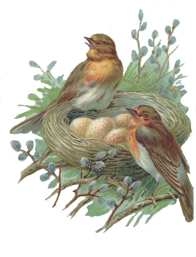 Vintage Birds Nest Illustration PNG image