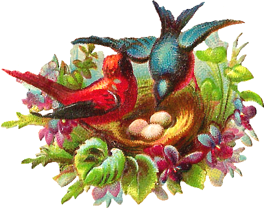 Vintage Birds Nest Illustration PNG image