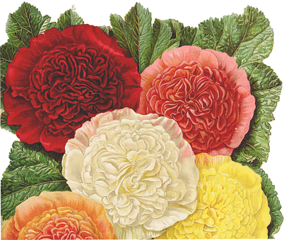 Vintage_ Botanical_ Illustration_ Begonias PNG image