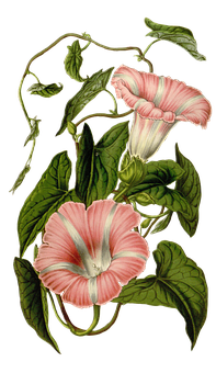 Vintage_ Botanical_ Illustration_ Morning_ Glory PNG image