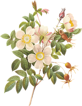 Vintage_ Botanical_ Illustration_ Rosa_ Canina PNG image